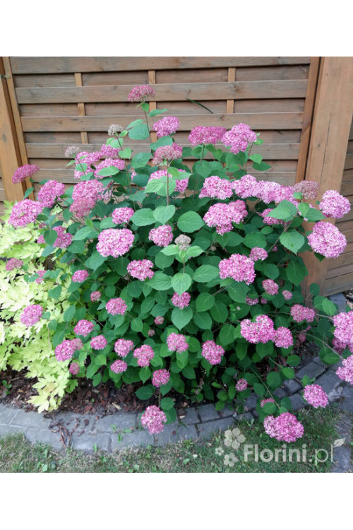 Hortensja drzewiasta 'Pink Anabelle' | Hydrangea arborescens