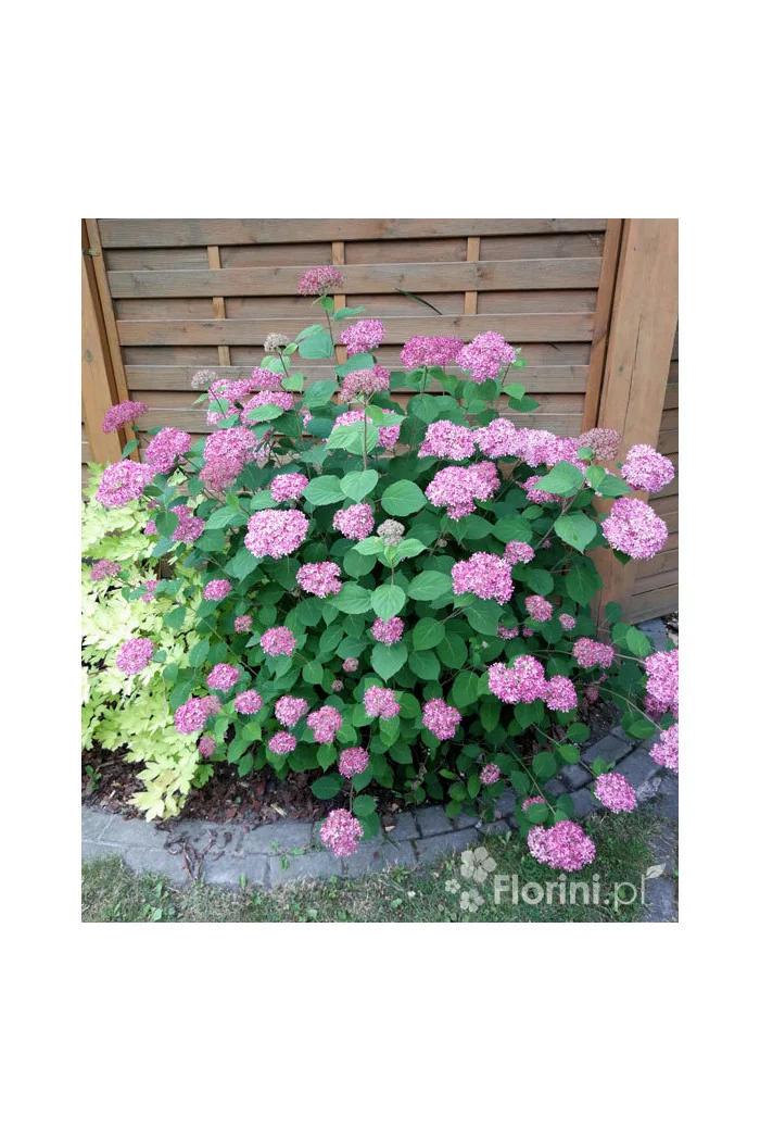 Hortensja drzewiasta 'Pink Anabelle' | Hydrangea arborescens