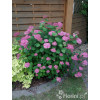 Hortensja drzewiasta 'Pink Anabelle' | Hydrangea arborescens
