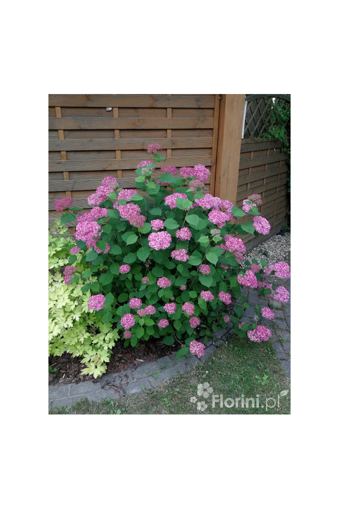 Hortensja drzewiasta 'Pink Anabelle' | Hydrangea arborescens