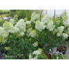 Hortensja bukietowa 'Polar Bear' | Hydrangea paniculata