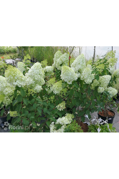 Hortensja bukietowa 'Polar Bear' | Hydrangea paniculata