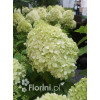 hortensja, hortensja bukietowa, hortensja Silver Dollar, hydrangea, hydrangea paniculata