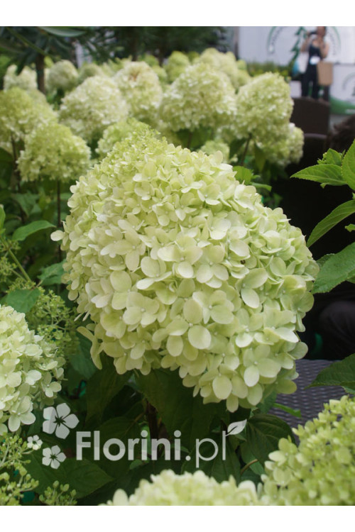 hortensja, hortensja bukietowa, hortensja Silver Dollar, hydrangea, hydrangea paniculata