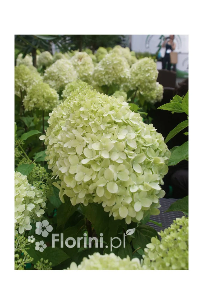 hortensja, hortensja bukietowa, hortensja Silver Dollar, hydrangea, hydrangea paniculata