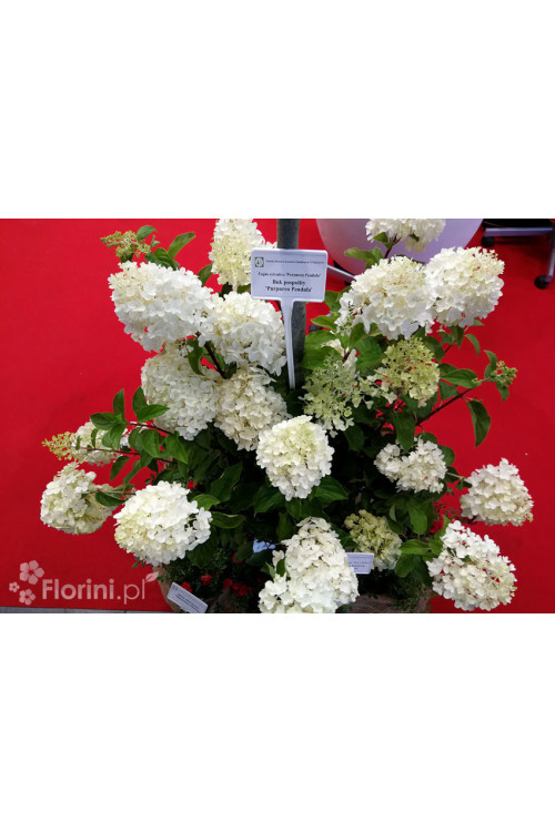 hortensja, hortensja bukietowa, hortensja Silver Dollar, hydrangea, hydrangea paniculata