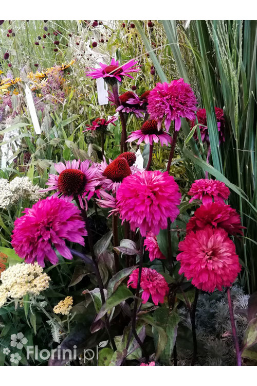 jeżówka, jeżówka Blackberry Truffle,echinacea, echinacea Blackberry Truffle