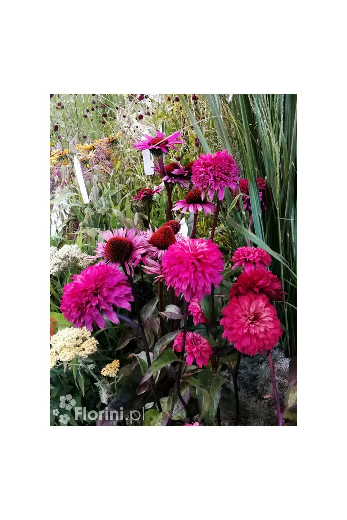 jeżówka, jeżówka Blackberry Truffle,echinacea, echinacea Blackberry Truffle