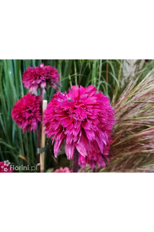 jeżówka, jeżówka Blackberry Truffle,echinacea, echinacea Blackberry Truffle