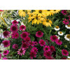Jeżówka 'Delicious Candy' | Echinacea