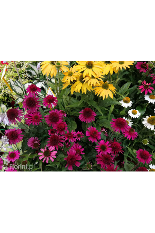 Jeżówka 'Delicious Candy' | Echinacea
