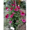 Jeżówka 'Delicious Candy' | Echinacea