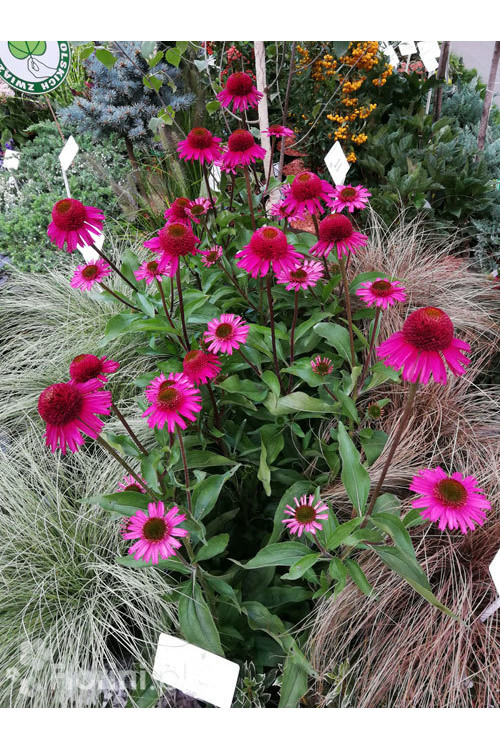 Jeżówka 'Delicious Candy' | Echinacea
