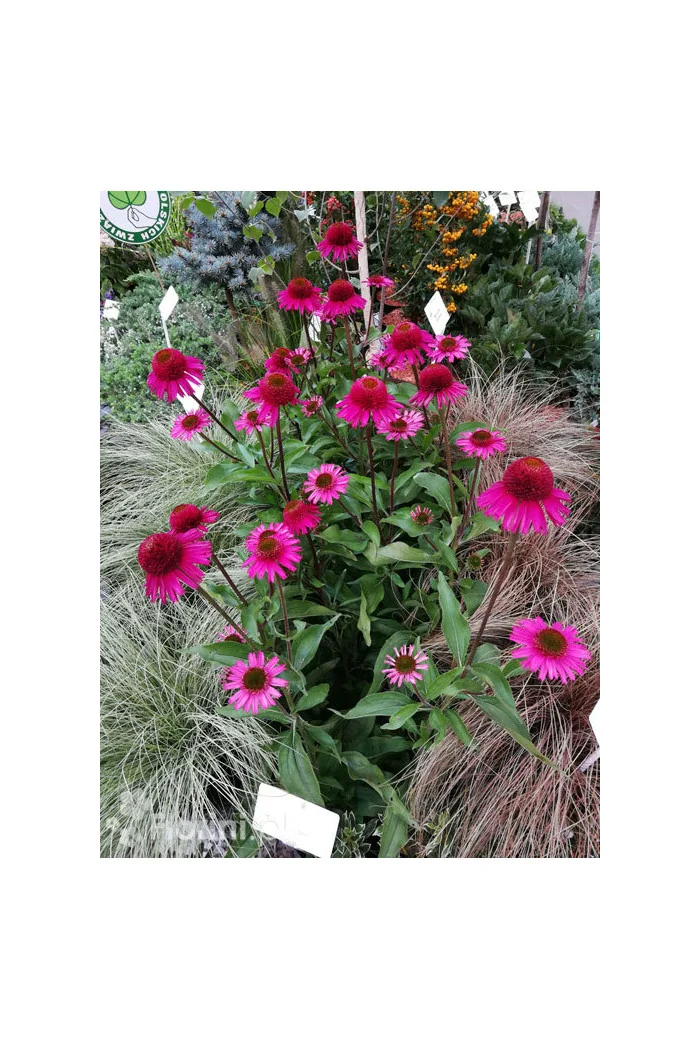 Jeżówka 'Delicious Candy' | Echinacea