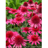 Jeżówka 'Delicious Candy' | Echinacea