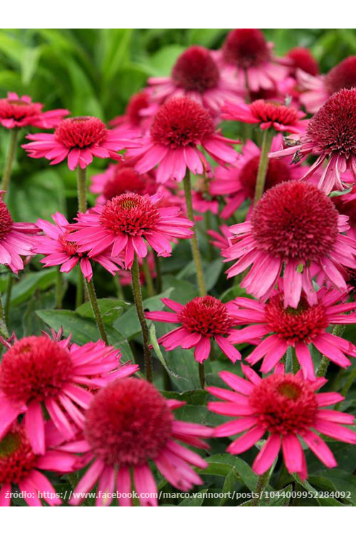 Jeżówka 'Delicious Candy' | Echinacea
