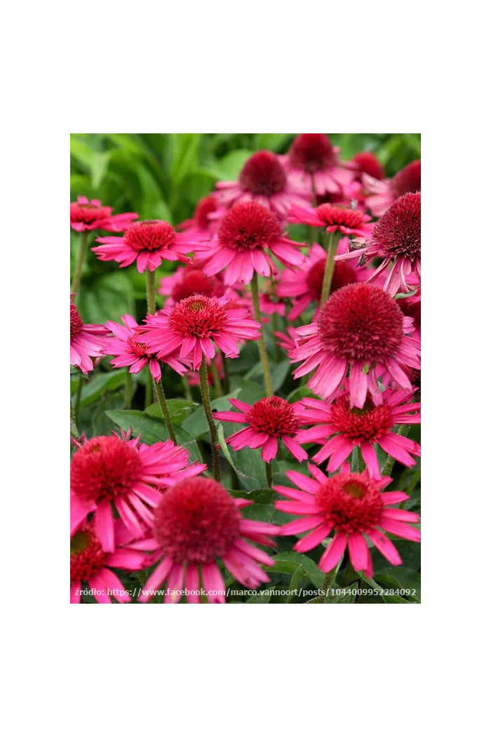 Jeżówka 'Delicious Candy' | Echinacea
