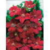Powojnik 'Rouge Cardinal' | Clematis
