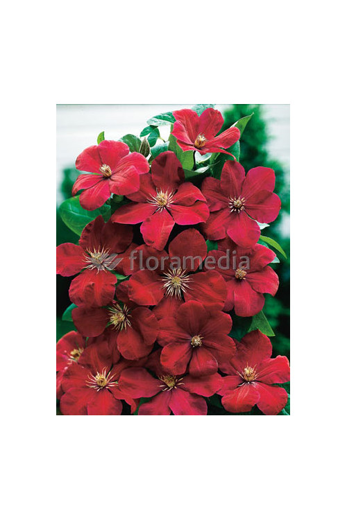Powojnik 'Rouge Cardinal' | Clematis