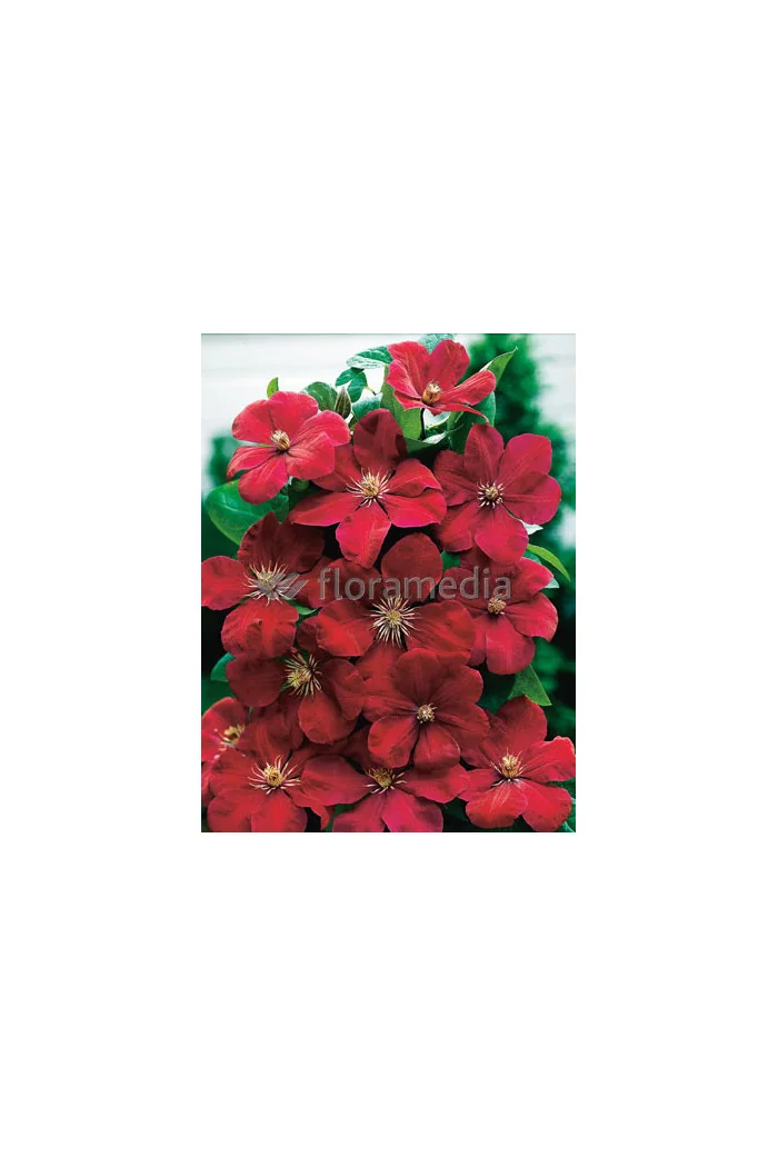 Powojnik 'Rouge Cardinal' | Clematis