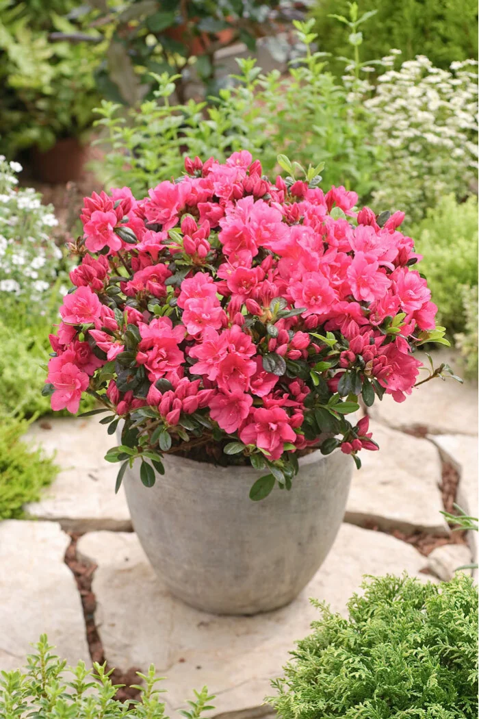 Azalia japońska 'Canzonetta' | Azalea japonica