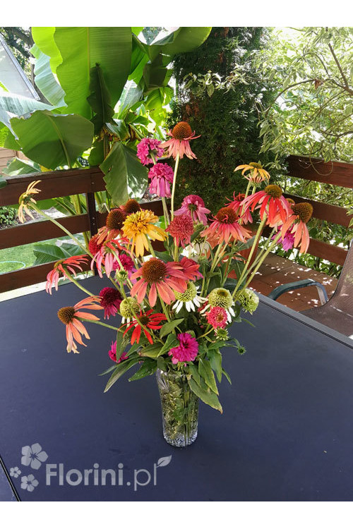 Jeżówka 'Marmalade' Echinacea