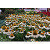 Jeżówka purpurowa 'Pow Wow White' | Echinacea purpurea