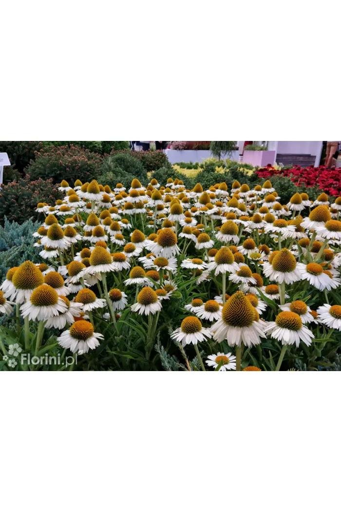 Jeżówka purpurowa 'Pow Wow White' | Echinacea purpurea