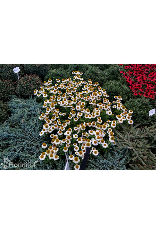 Jeżówka purpurowa 'Pow Wow White' | Echinacea purpurea