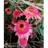 Jeżówka 'Raspberry Truffle' | Echinacea