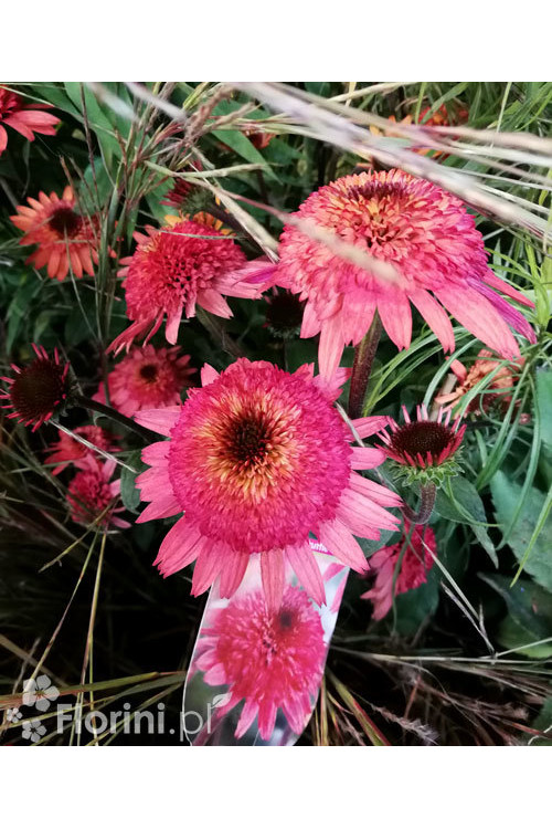 Jeżówka 'Raspberry Truffle' | Echinacea