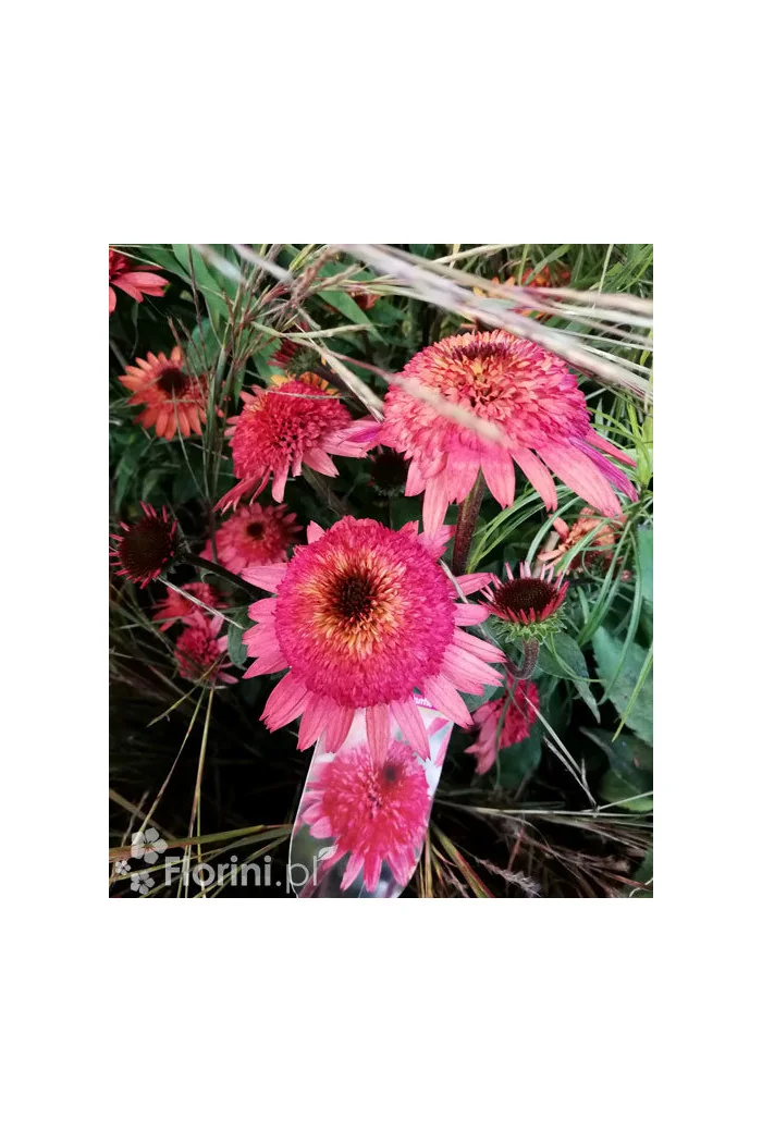 Jeżówka 'Raspberry Truffle' | Echinacea