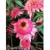 Jeżówka 'Raspberry Truffle' | Echinacea