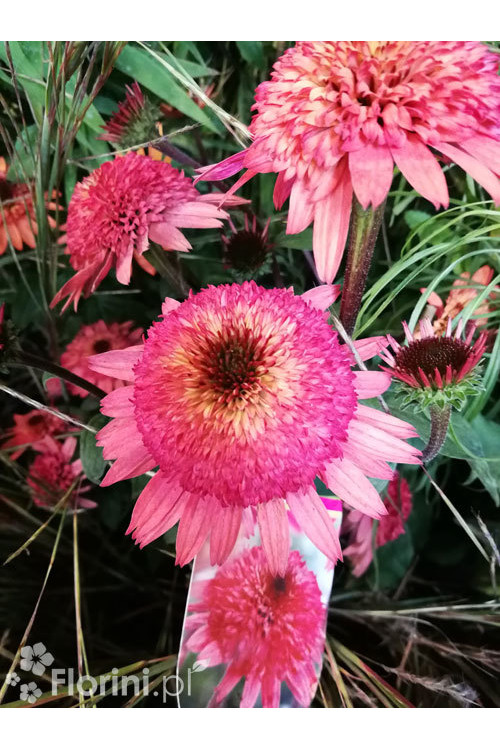 Jeżówka 'Raspberry Truffle' | Echinacea