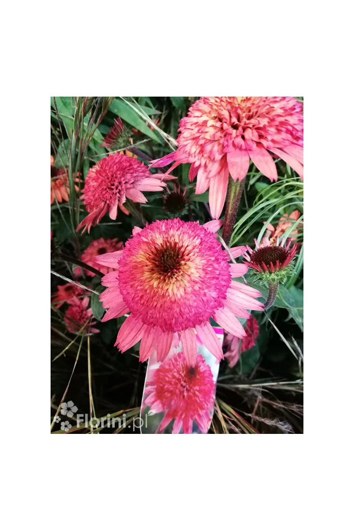 Jeżówka 'Raspberry Truffle' | Echinacea