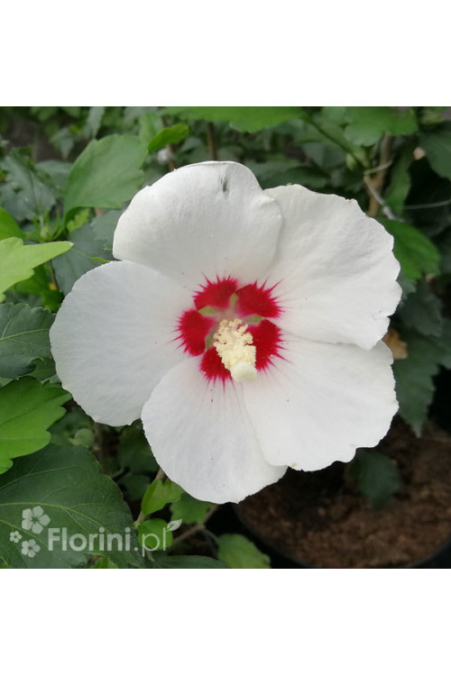 Ketmia syryjska 'Red Heart' | Hibiscus syriacus