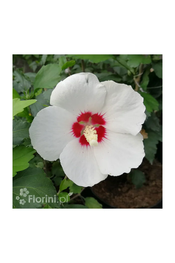Ketmia syryjska 'Red Heart' | Hibiscus syriacus