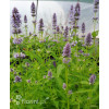 Kłosowiec 'Golden Jubilee' | Agastache foeniculum