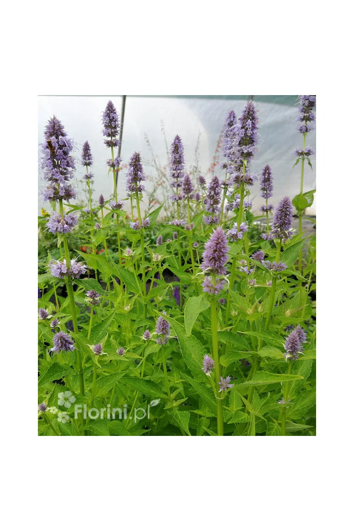 Kłosowiec 'Golden Jubilee' | Agastache foeniculum