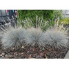Kostrzewa sina 'Azurit' | Festuca glauca