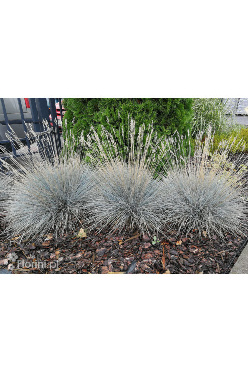 Kostrzewa sina 'Azurit' | Festuca glauca