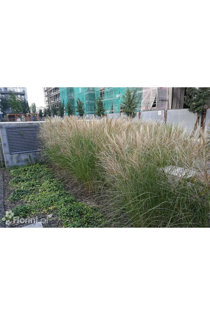 Miskant chiński 'Silberspinne' | Miscanthus sinensis