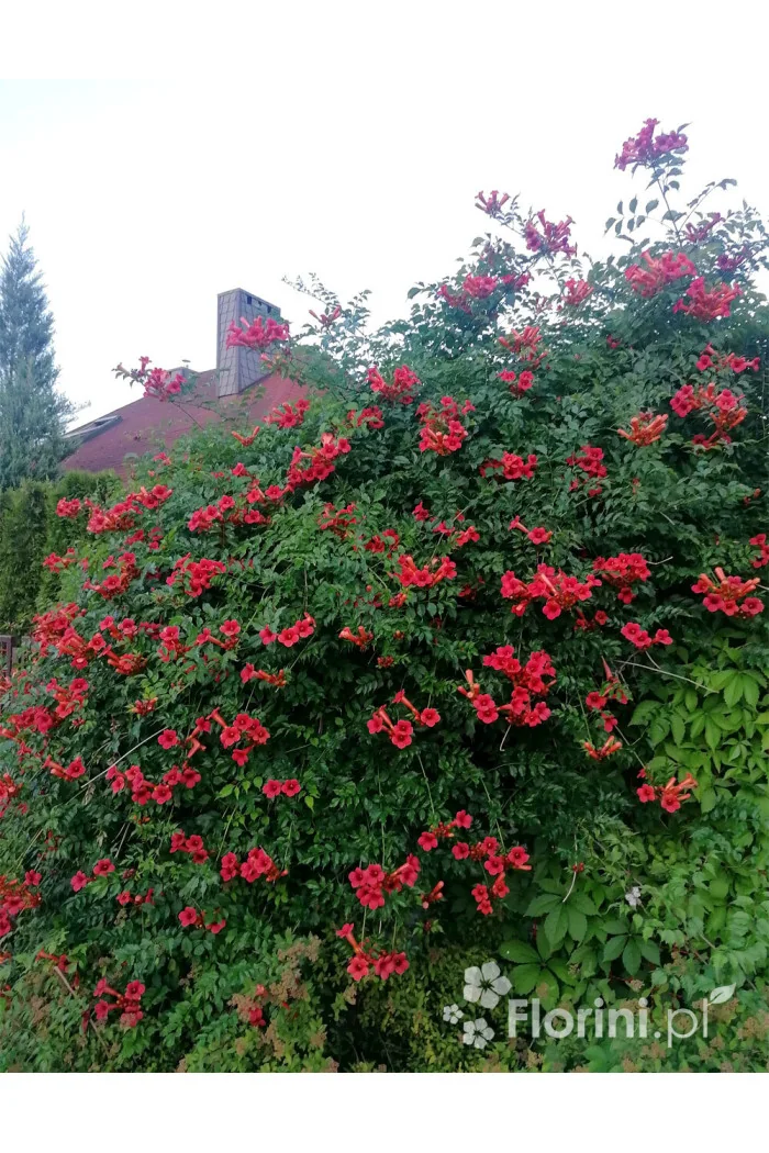 Milin amerykański 'Flamenco' | Campsis radicans