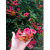 Milin amerykański 'Flamenco' | Campsis radicans