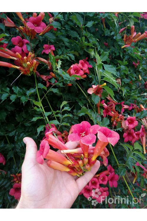 Milin amerykański 'Flamenco' | Campsis radicans
