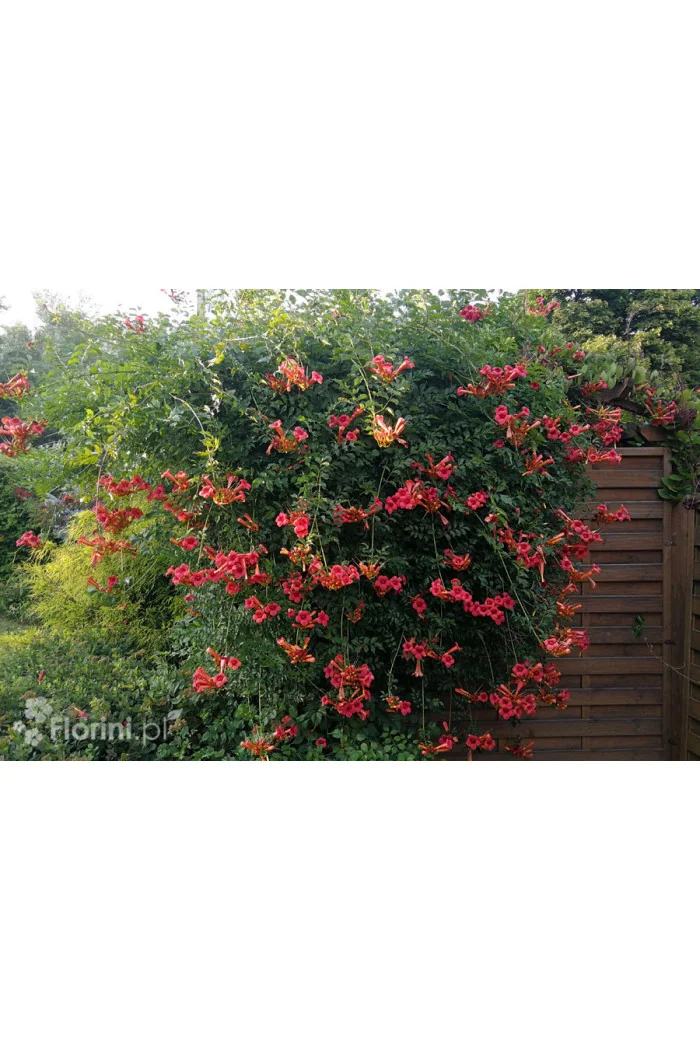 Milin amerykański 'Flamenco' | Campsis radicans