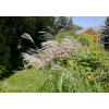 Miskant chiński 'Memory' | Miscanthus sinensis