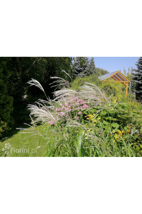 Miskant chiński 'Memory' | Miscanthus sinensis