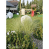 Miskant chiński 'Morning Light' | Miscanthus sinensis
