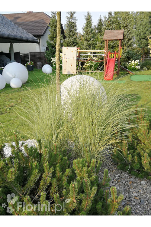 Miskant chiński 'Morning Light' | Miscanthus sinensis